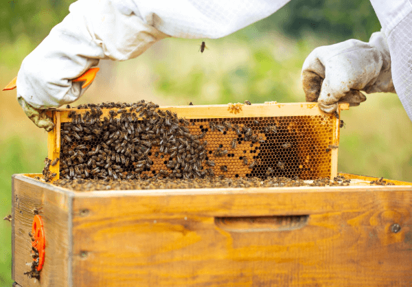 Helping bees without keeping hives