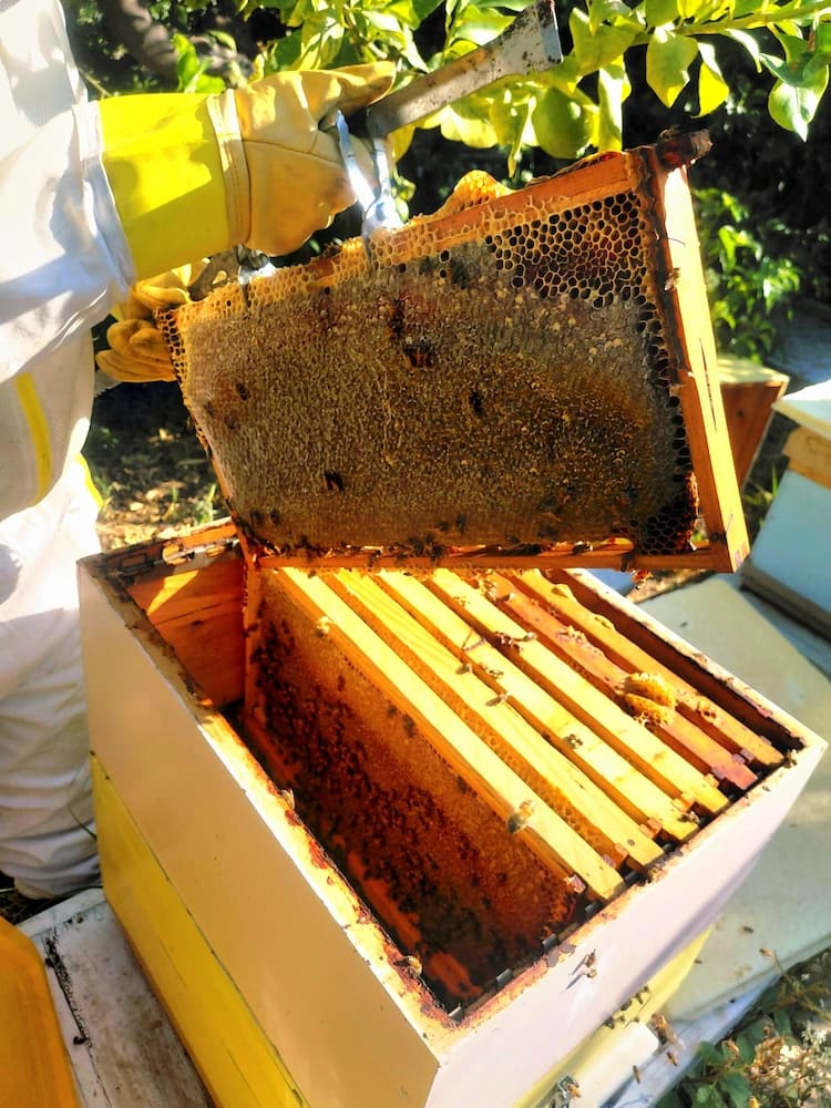 B’Almond apiary in Northern Cyprus